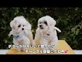 犬に噛みつかれながらベッドを組み立てる動画