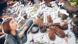 【侑敏頻道】愛兔募資企劃！／失能飼主導致繁殖失控，兔兔每天都活在垃圾堆中