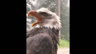 Bald Eagle Real Sound