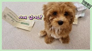 🐶Maltipoo Dale | New House | Puppy Training | Maltipoo Vlog