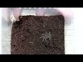 burrower tarantula baby rehouse 1 minute summary