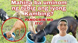 Paano palakasin uminom ng tubig ang mga alagang Kambing? | Salt + Electrolytes painom sa mga kambing