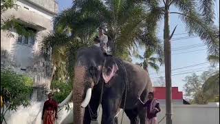 Indrasenan from Guruvayoor Temple.ഭഗവാന്റെ എഴുന്നള്ളത്ത്‌ കൊണ്ടുവരുന്ന പ്രിയപ്പെട്ട ആന