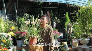 冬季不知道养啥，就养垂筒花，它好养适合新手，开花香且难养死