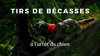 Compilation de tirs de bécasses à l'arrêt du chien