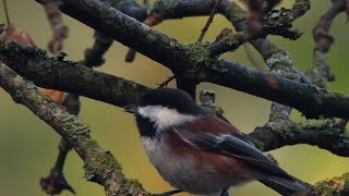 Chestnut-Backed Chickadee (February 11th, 2023)