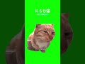 猫ミームno.021：にらむ猫 猫ミーム 猫 tiktok capcut catmeme