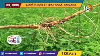 భూసారాన్ని పెంచే ప‌చ్చిరొట్ట పైర్లు | Soil Fertility Methods | Agriculture | Matti Manishi | 10TV