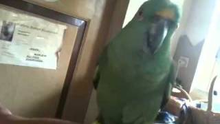 parrot singing - Andrea synger 3 - amazone