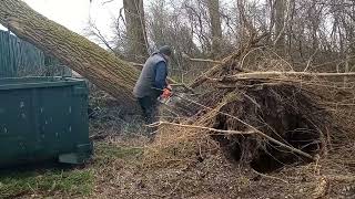 Levensgevaarlijke boom omgezaagd