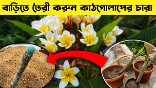 বর্ষাকালে ডাল থেকে কাঠগোলাপের চারা তৈরি || কাঠগোলাপ গাছ - Plumeria @soilfriend