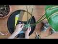 몬스테라 공중뿌리 받기 get monstera aerial roots