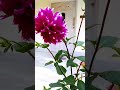 বাড়ির ফুলের বাগান shorts trending garden flowers viralvideo yiutubeshorts ytshorts