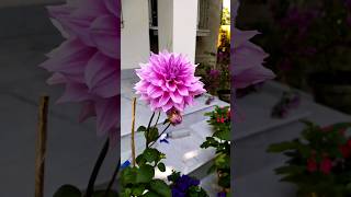 বাড়ির ফুলের বাগান #shorts #trending #garden #flowers #viralvideo #yiutubeshorts #ytshorts