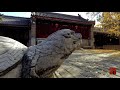 【4k】virtual tour moshikou and cheng en temple guide beijing in depth 模式口 ▪ 承恩寺 （eng sub）