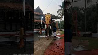 മാസ്സ് നിലവുമായി കണ്ണൻ | #keralaelephant #aana_kazhchakal #viral #viralshort #elephant #aanakeralam