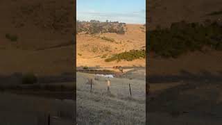 The Untamed Beauty of Australia's Wild Horse🐴🐎 #australia #nature #wildaustralia #trending #wildlife