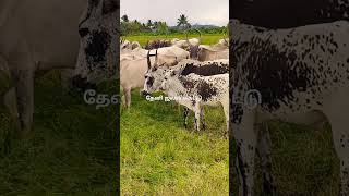 கரும்போர் இளம் கன்று... தேனி மலைமாடு கிடை மாடுகள் ❤️‍🔥