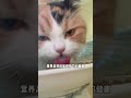 今天喂在家带娃的猫咪，带娃是真的会疯，猫也不例外！ 萌寵 pets animals