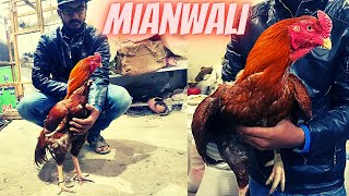 Pure mianwali Aseel murga Ki Pehchan kaisey karen | Mianwali aseel Murga|