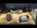 玳瑁黃金鼠 mesocricetus auratus syrian hamster