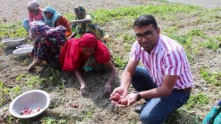 গ্রামে গিয়ে আলুর ক্ষেত থেকে আলু তুললাম | Harvest potato in my village