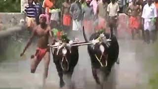 Kambala Team - Kolachuru Kondottu - Kambala King Chenna - Balluda Malla - Kudhi Kambala - At Adve