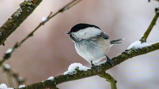 Nature And Wildlife Video – Bird and animal is beautiful creature on our planet in wildlife.