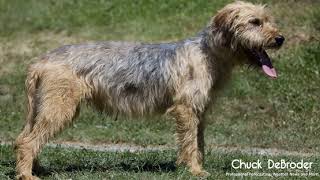 Bosnian Coarse Haired Hound