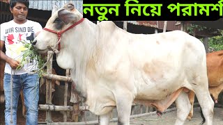 নতুন খামারীদের নিয়ে পরামর্শ | যেভাবে খামার করবেন | যে গরু দিয়ে শুরু করবেন | মৃত্তিকা ডেইরী ফার্ম