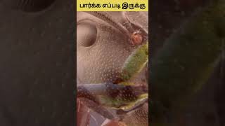 பார்க்கவே ரொம்ப பயங்கரமா இருக்கு | Things Under Microscope #tamil #tamilfacts #shorts