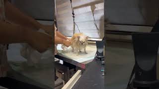 وقتی از حموم میاد بیرون 🤣😍🐕 #dogapparel #شیطون #pets #puppy #shortvideo #cute