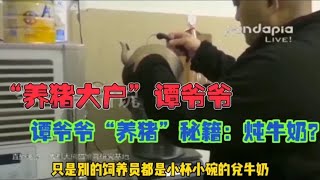 终于知道谭爷爷为什么被称为养猪大户，看看秘籍到底是不是炖牛奶