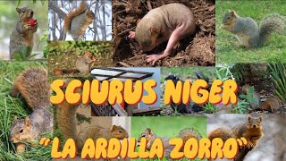 ZOOLOPEDIA: SCIURUS NIGER