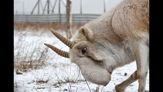 Сайгак - символ степи Казахстана / Saiga nursery in Kazakhstan