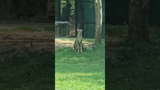 African Hunting Cheetah | #cheetah #cheeta #african #wildanimals #bigcat #bigcats