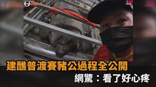 建醮普渡賽豬公過程全公開　網驚：看了好心疼－民視新聞