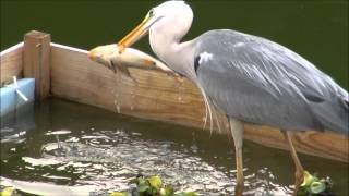 アオサギ、コイを呑む Gray heron hunts big game