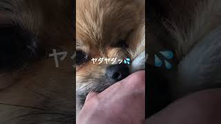 1歳ポメラニアン空太の成長日記〜🐶のボクは鼻セレブのイタチ君🐼になんて似てないよ😠〜#2023.3.5#shorts #ポメラニアン空太#ポメラニアン#癒し#仔犬#もふもふ#いぬのきもち