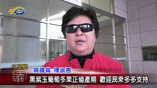 20211223 民議新聞 黑紫玉葡萄冬果正值產期 歡迎民眾多多支持(縣議員 陳淑惠)