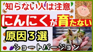 知らない人は危険！にんにく栽培を失敗させる最大の原因とは!!ワースト３選【プランター家庭菜園】