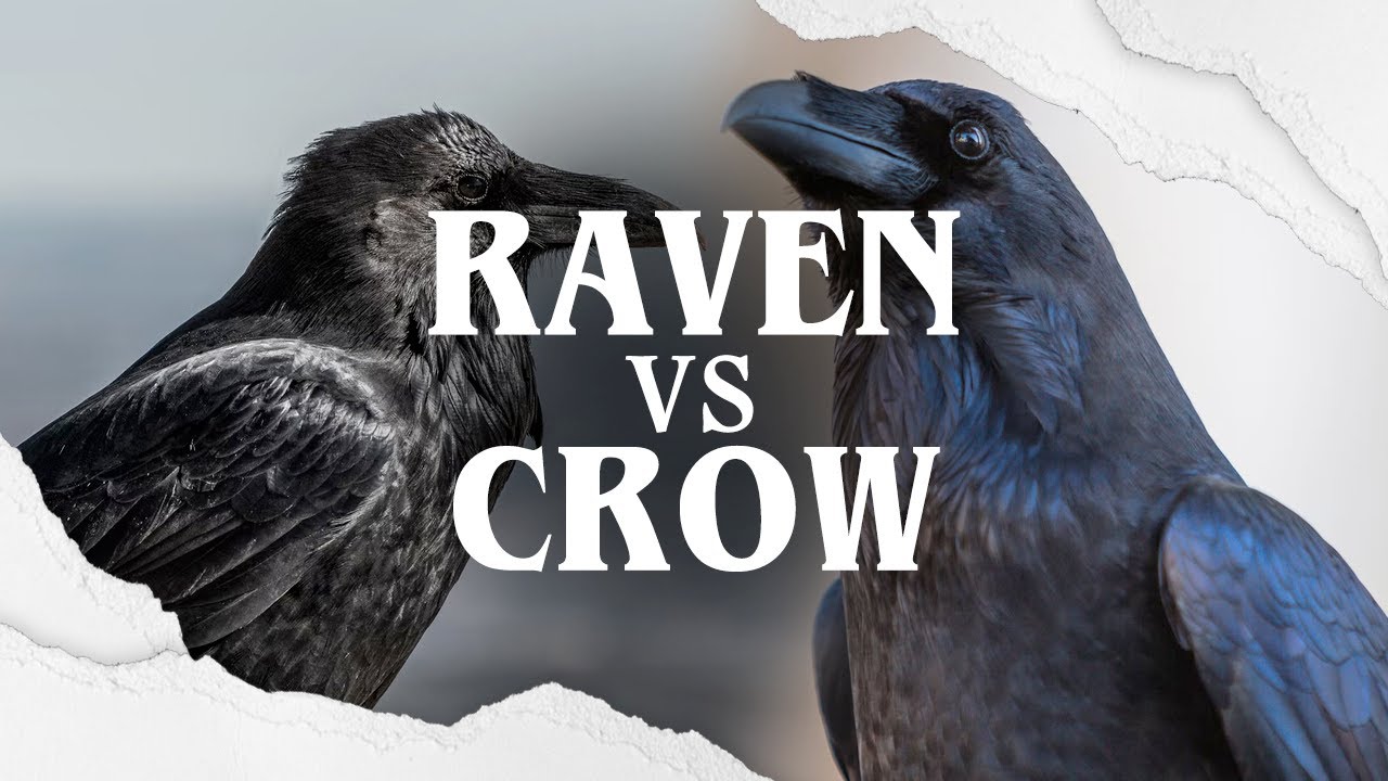 Raven VS Crow: The Battle Of The Black Birds! - YouTube