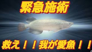 我が家のアロワナに寄生虫ついて病気になったので治療します#1