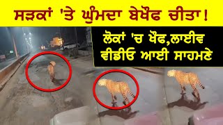 ਸੜਕਾਂ 'ਤੇ ਬੇਖੌਫ ਘੁੰਮਦਾ ਦਿਖਿਆ LEOPARD ,ਲੋਕਾਂ 'ਚ ਖੌਫ਼,VIDEO VIRAL