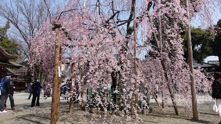 【Full HD】大國魂神社の枝垂れ桜