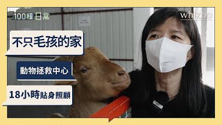 不只毛孩的家 170隻被遺棄動物的收容所｜領養不棄養 收留流浪動物  義工熱心幫忙｜100種日常