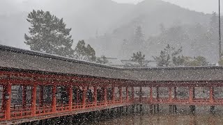 広島県 宮島市 厳島神社　2021 2/17(雪)　　＃日本＃広島＃宮島＃厳島神社＃旅　#Japan #Hiroshima #Miyajima #ItsukushimaShrine #Travel