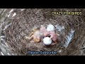 long tailed finch breeding