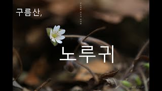 구름산의 야생화, 노루귀