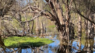 A comprehensive look at Herdsman lake. Perth W. Australia